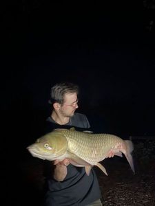 Grass Carp