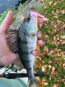 European Perch