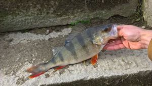 European Perch