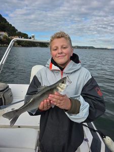 European Bass (Seabass)
