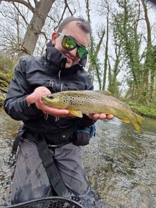 Brown Trout