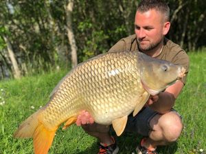 Common Carp