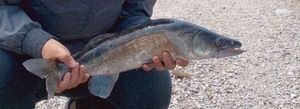 Zander