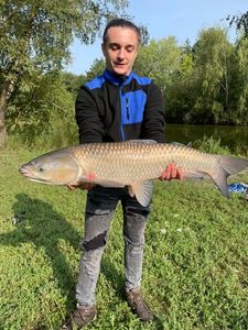 Grass Carp