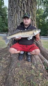 Zander