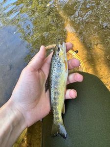 Brown Trout