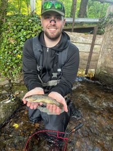 Brown Trout
