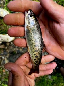 Atlantic Salmon (Juvenile)