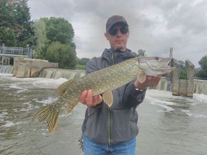 Northern Pike