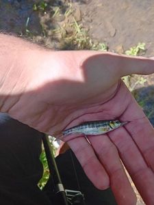 Common Minnow