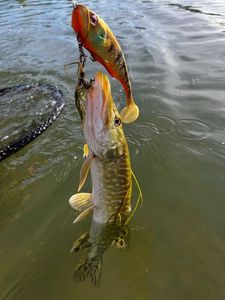 Northern Pike