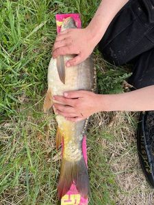 Mirror Carp
