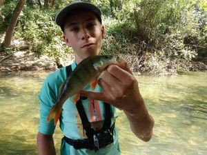 European Perch