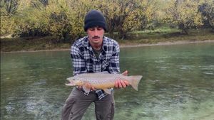 Brown Trout