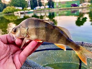 European Perch