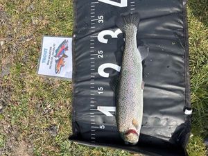 Rainbow Trout
