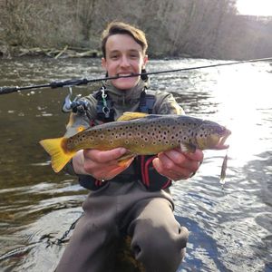 Brown Trout