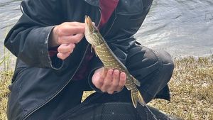 Northern Pike