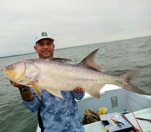 Giant African Threadfin