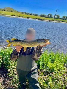 Northern Pike