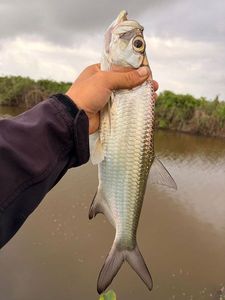 Tarpon