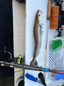 Whiting