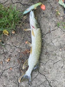 Northern Pike