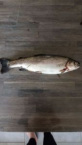 Rainbow Trout