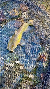 Black Bullhead