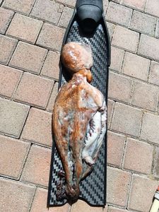 Common Octopus