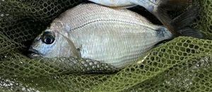 White Seabream