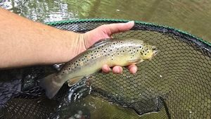 Brown Trout