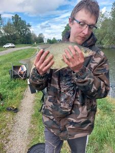 Common Bream