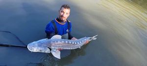 Sturgeon