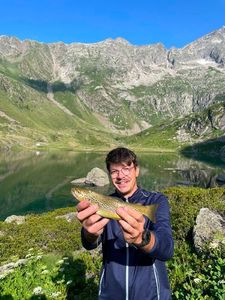 Brown Trout