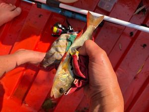 European Perch