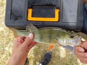 European Perch