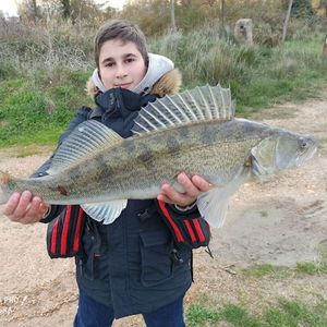 Zander