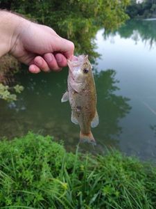 Largemouth Bass