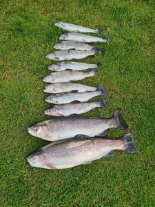 Rainbow Trout