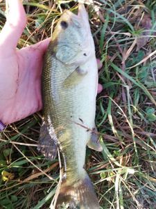 Largemouth Bass