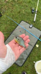 Green Sunfish