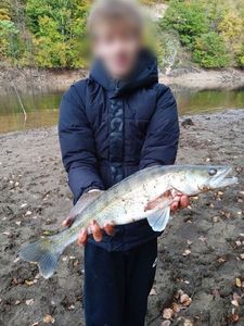 Zander