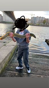 European Eel (Common Eel)