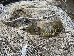 Common Cuttlefish