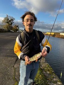 European Perch