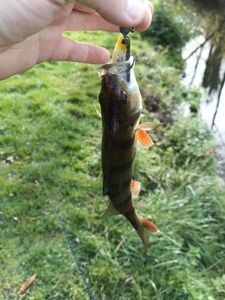 European Perch