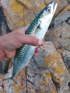 Mackerel