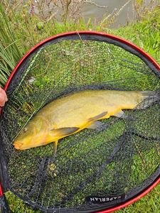 Tench