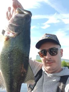 Largemouth Bass
